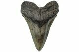 Serrated, Fossil Megalodon Tooth - South Carolina #310398-1